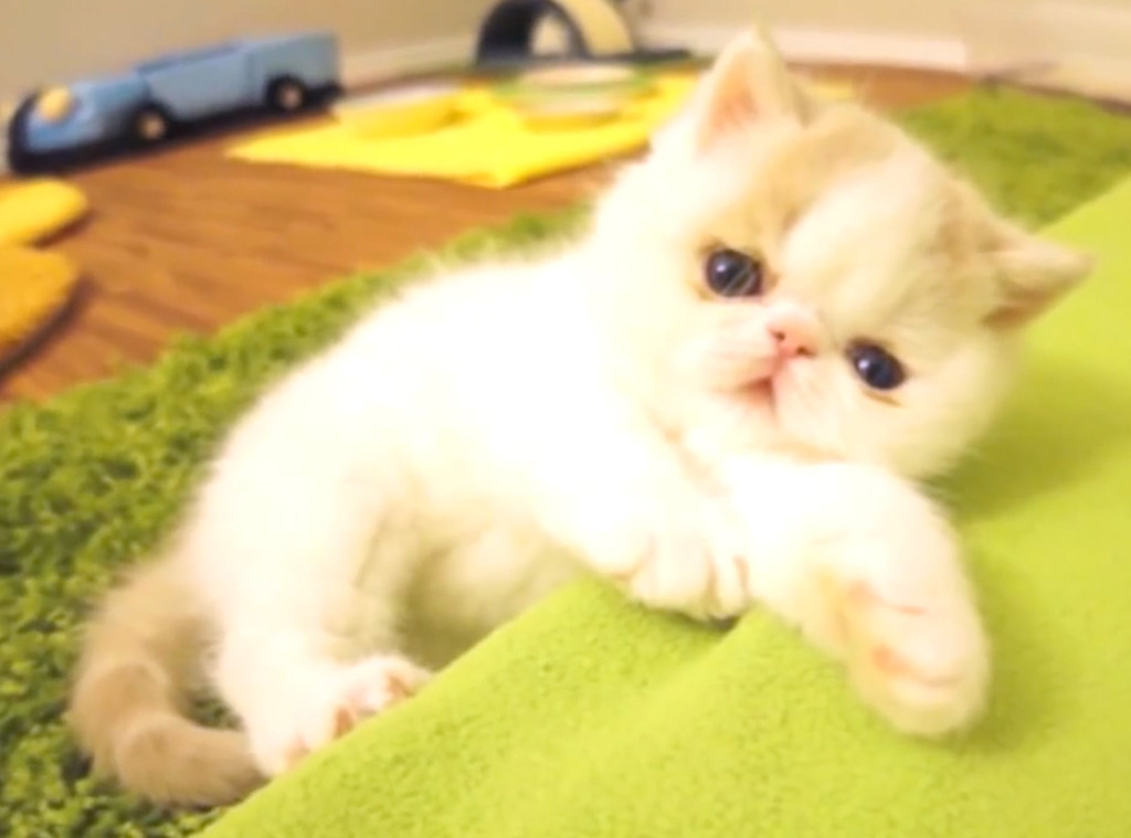 Here Is A Video Of A Kitten Barking Like A Dog Because It S Been A Long Week And You Deserve It E Online